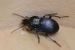Abax ovalis