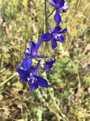 Delphinium variegatum