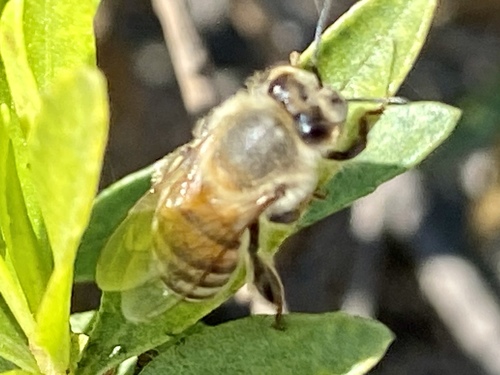 iNaturalist observation photo of Western Honey Bee