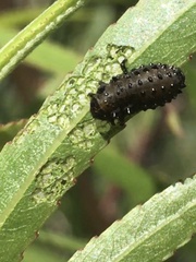 Plagiodera erythroptera