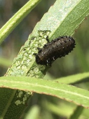 Plagiodera erythroptera