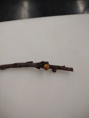 Kermesidae