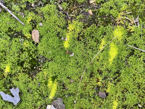 iNaturalist observation photo of Mosses