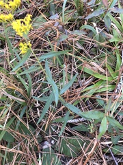 Solidago pinetorum