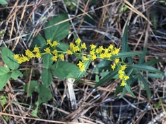 Solidago pinetorum