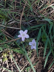 Claytonia