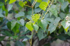 Ampelopsis glandulosa heterophylla