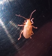 Metaxyonycha pallidula