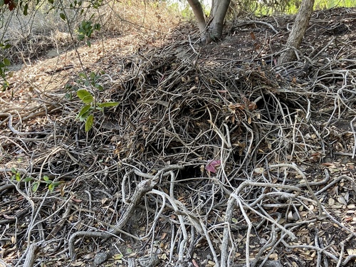 iNaturalist observation photo of Woodrats