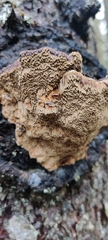 Phellinus abietis