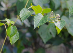 Ampelopsis glandulosa heterophylla