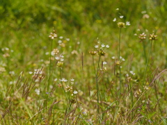 Allium canadense canadense