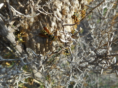 Polistes
