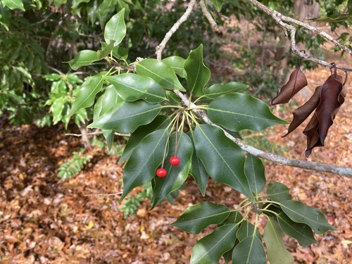 Ilex pedunculosa iNat (3)