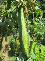 Psophocarpus tetragonolobus