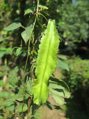 Psophocarpus tetragonolobus