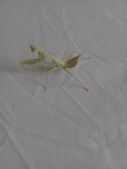 Stagmatoptera femoralis