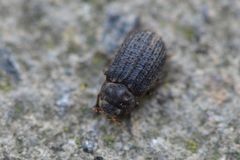 Trox scaber