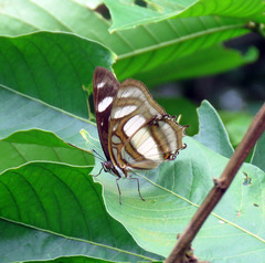Metamorpha elissa