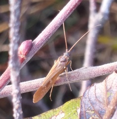 Limnephilus auricula