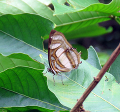 Metamorpha elissa
