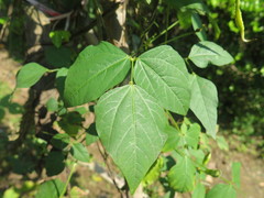 Psophocarpus tetragonolobus