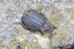 Trox scaber