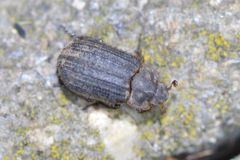 Trox scaber