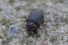 Trox scaber