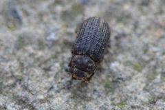 Trox scaber