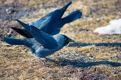 Corvus monedula