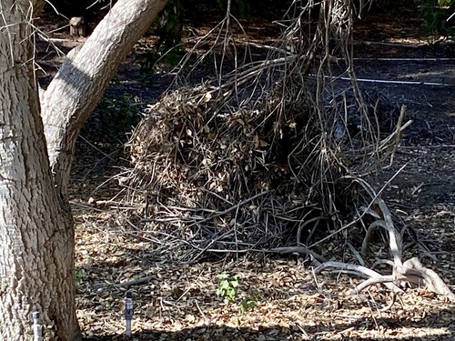 iNaturalist observation photo of Woodrats