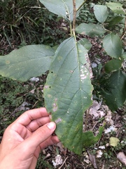 Cordia dodecandra