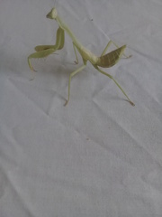 Stagmatoptera femoralis