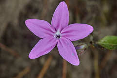 Pseuderanthemum praecox