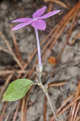 Pseuderanthemum praecox