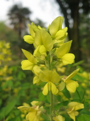 Thermopsis chinensis