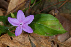 Pseuderanthemum praecox