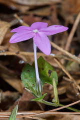 Pseuderanthemum praecox