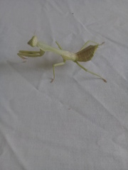 Stagmatoptera femoralis