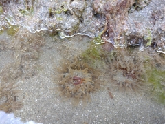 Parabunodactis imperfecta