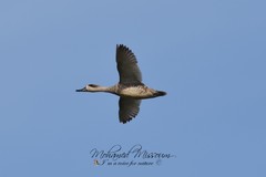 Marmaronetta angustirostris