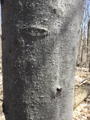 Cryptococcus fagisuga