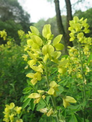 Thermopsis chinensis