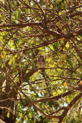 Glaucidium capense