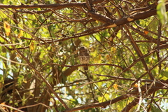 Glaucidium capense