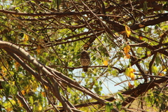 Glaucidium capense
