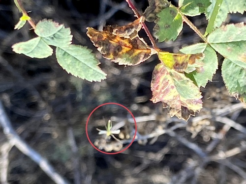 iNaturalist observation photo of Non-biting Midges
