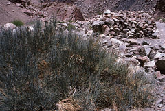 Ephedra intermedia