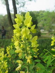 Thermopsis chinensis